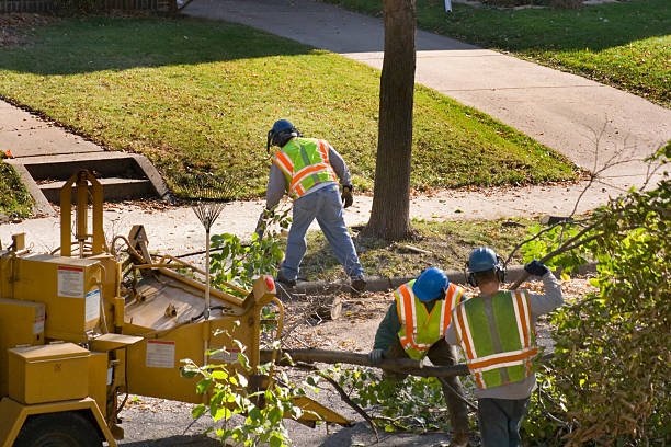 Best Root Management and Removal  in Emmett, ID